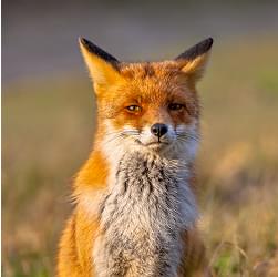 Лисица