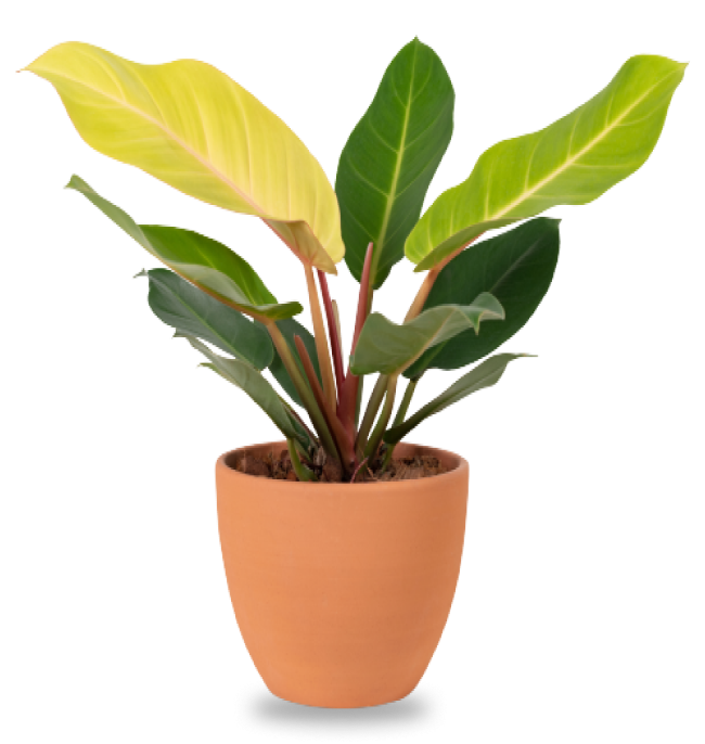 plant
