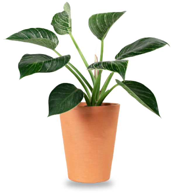 plant