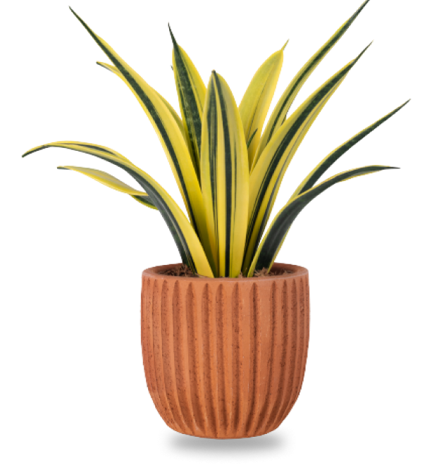 plant